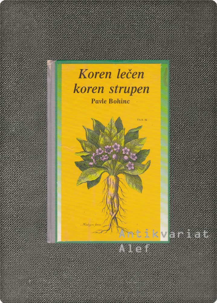 Koren lečen, koren strupen